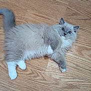 Starlett is registered to the contest to win money with this photo: cat, kitten, fluffy, gray, white, blue_eyes, floor, wooden_floor, pet, animal, cute, lying_down, relaxed, indoor, small, young_cat, feline, whiskers, tail, paw