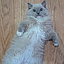 Starlett is registered to the contest to win money with this photo: cat, fluffy, lying_down, wood_floor, wide_eyes, fur, pet, animal, cute, whiskers, indoor, relaxed, paws, feline, looking_up, domestic, mammal, soft, alert, laying