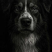 Una a rejoint le concours — aidez-le/la à gagner de superbes lots ! animal, black_and_white, black_background, canine, close_up, detailed, dog, dramatic_lighting, expression, face, fur, intense_eyes, moody, pet, portrait, studio_shot, texture, wet, wet_fur, whiskers