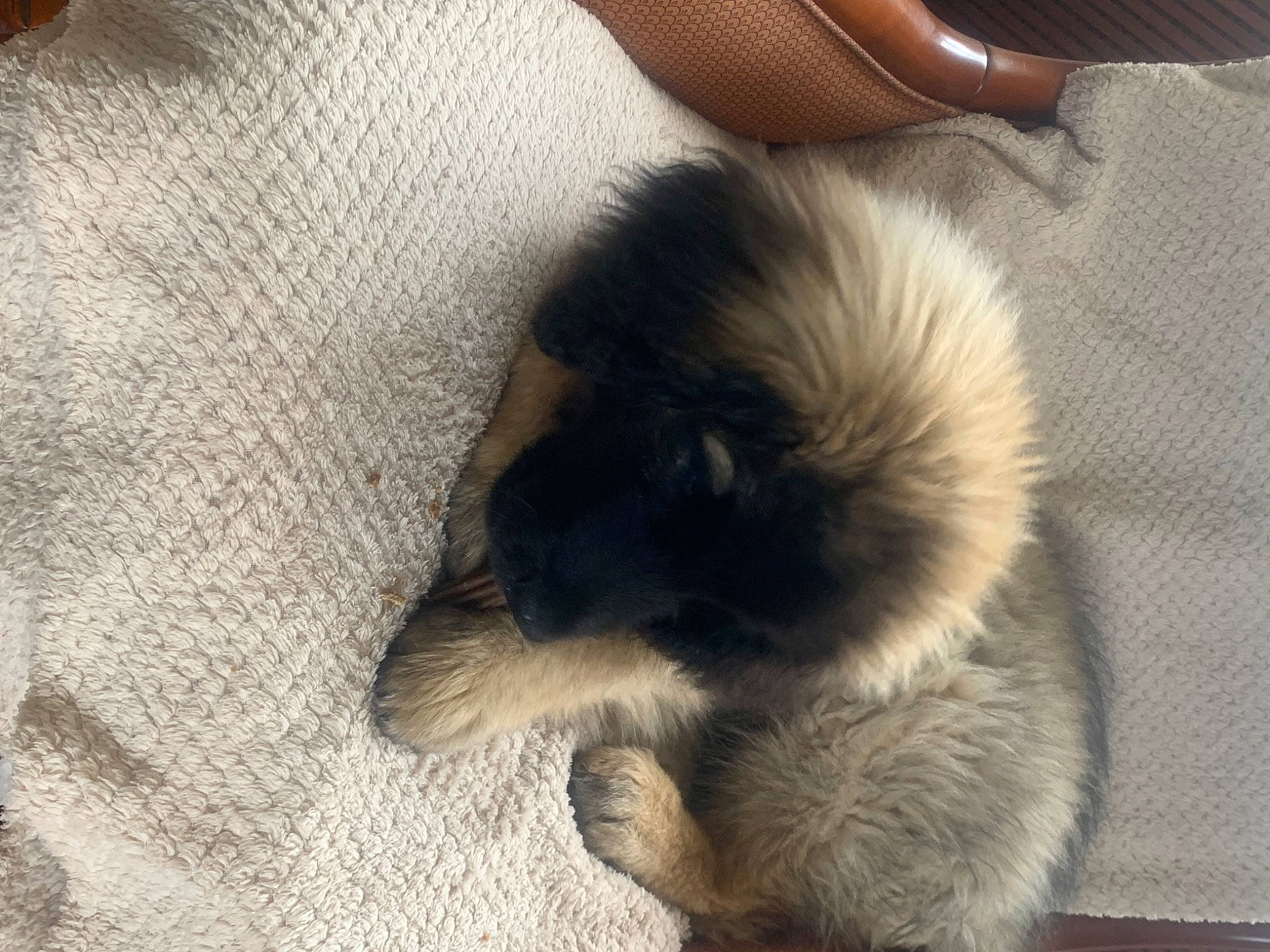 Ulysse a rejoint le concours — aidez-le/la à gagner de superbes lots ! canidae, carnivore, claw, comfort, companion_dog, dog, dog_breed, ear, estrela_mountain_dog, fawn, felidae, fur, paw, small_to_medium_sized_cats, snout, sporting_group, tail, terrestrial_animal, toy_dog, whiskers