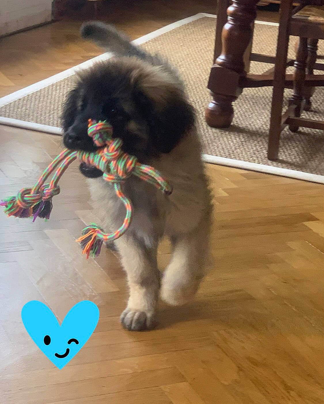 Ulysse a rejoint le concours — aidez-le/la à gagner de superbes lots ! carmine, companion_dog, dog, dog_breed, dog_supply, felidae, floor, flooring, fur, hardwood, laminate_flooring, small_to_medium_sized_cats, tail, toy_dog, varnish, whiskers, wood, wood_flooring, wood_stain, working_animal