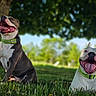 Gina Et Olga participe au concours pour gagner de l'argent avec cette photo : dog, canine, pet, grass, tree, outdoor, sunlight, green_collar, tongue_out, happy, smiling, nature, summer, park, playful, animal, two_dogs, daylight, resting, muzzle