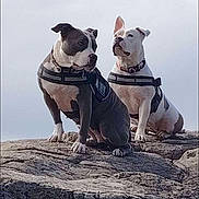 Gina Et Olga participe au concours pour gagner de l'argent avec cette photo : dog, pets, outdoor, rock, harness, two_dogs, nature, animal, mammal, companions, alert, sitting, fur, ears, collar, side_view, daylight, sky, alertness, friendship