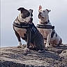 dog, pets, outdoor, rock, harness, two_dogs, nature, animal, mammal, companions, alert, sitting, fur, ears, collar, side_view, daylight, sky, alertness, friendship
