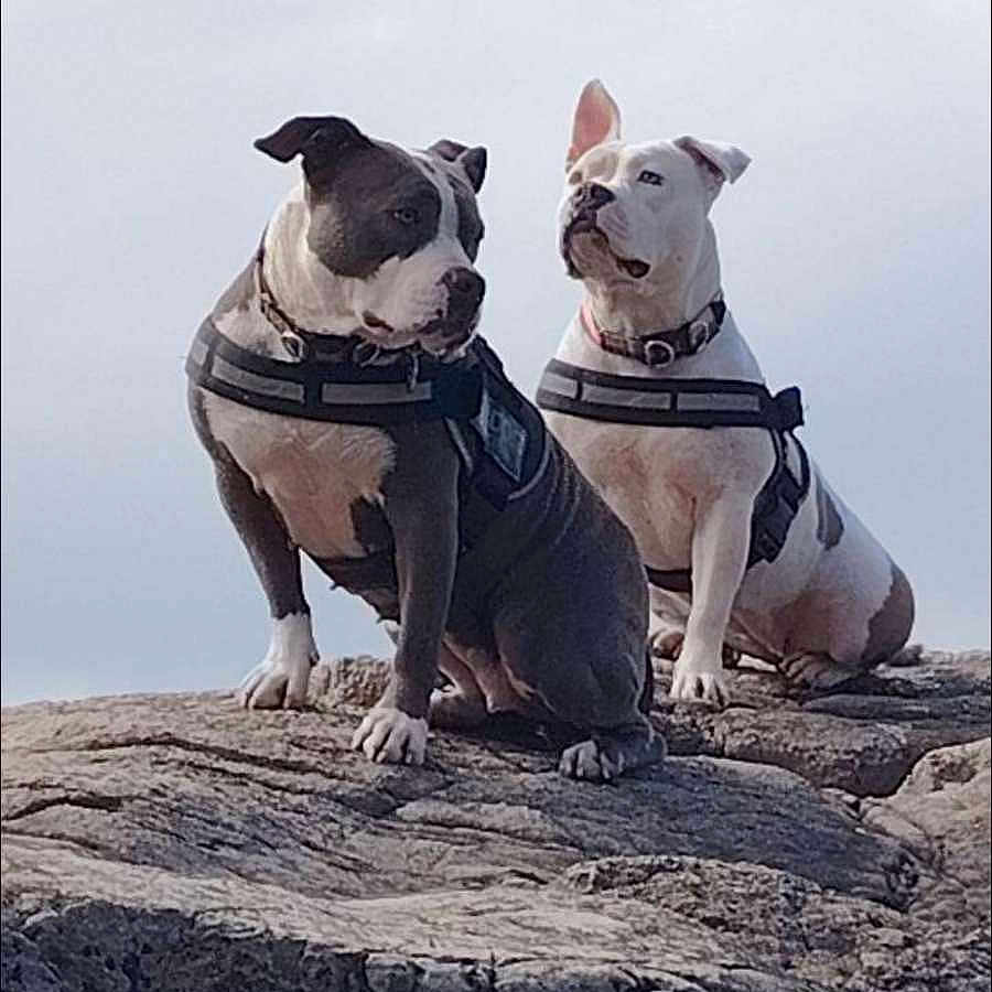 Gina Et Olga participe au concours pour gagner de l'argent avec cette photo : dog, pets, outdoor, rock, harness, two_dogs, nature, animal, mammal, companions, alert, sitting, fur, ears, collar, side_view, daylight, sky, alertness, friendship