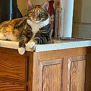 Ziva is registered to the contest to win money with this photo: cat, tabby, kitchen, countertop, paper_towel_holder, air_freshener, wooden_cabinet, feline, pet, domestic_animal, relaxed, indoor, fur, whiskers, ears, paws, household, calm, sitting, domestic_life