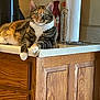 cat, tabby, kitchen, countertop, paper_towel_holder, air_freshener, wooden_cabinet, feline, pet, domestic_animal, relaxed, indoor, fur, whiskers, ears, paws, household, calm, sitting, domestic_life