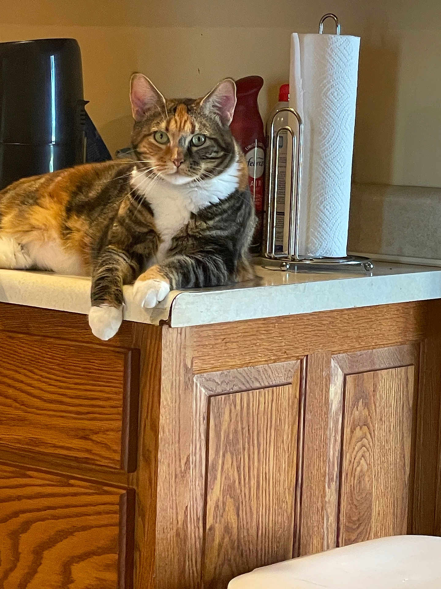 Ziva is registered to the contest to win money with this photo: cat, tabby, kitchen, countertop, paper_towel_holder, air_freshener, wooden_cabinet, feline, pet, domestic_animal, relaxed, indoor, fur, whiskers, ears, paws, household, calm, sitting, domestic_life