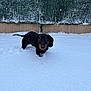 animal, backyard, black_dog, canine, cold, curious, cute, dachshund, dog, exploration, frozen, fur, nature, outdoor, pet, playful, small_dog, snow, walk, winter