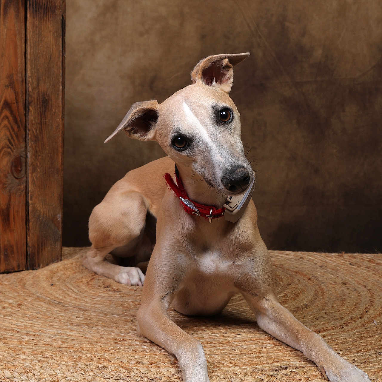 Appy participe au concours pour gagner de l'argent avec cette photo : dog, pet, animal, collar, phone, curious, lying_down, woven_mat, brown_background, wooden_plank, indoor, portrait, close_up, canine, ears_up, head_tilt, expression, domestic, fur, whiskers