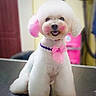adorable, animal, collar, curly_coat, cute, dog, fluffy, front_view, groomed, grooming_salon, grooming_table, indoor, pet, pink_bow, poodle, portrait, sitting, small_dog, smiling, white_dog