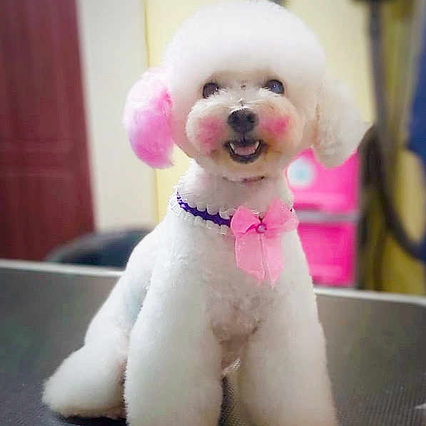 Sammy