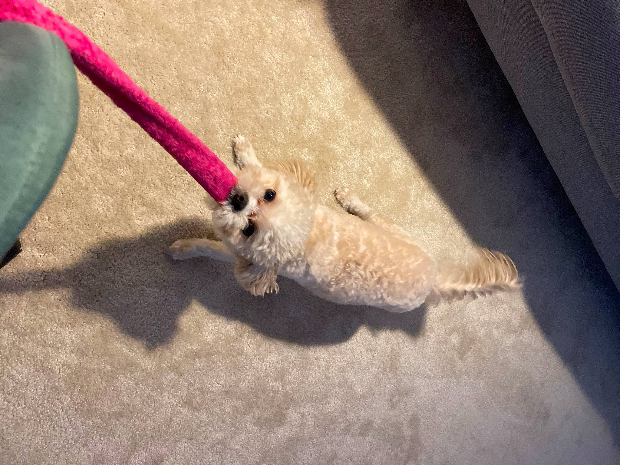 Mya joined the competition — help win amazing prizes! asphalt, canidae, carmine, carnivore, claw, fawn, felidae, flooring, foot, fur, human_leg, paw, road_surface, small_to_medium_sized_cats, soil, tail, terrestrial_animal, tire, whiskers, wood