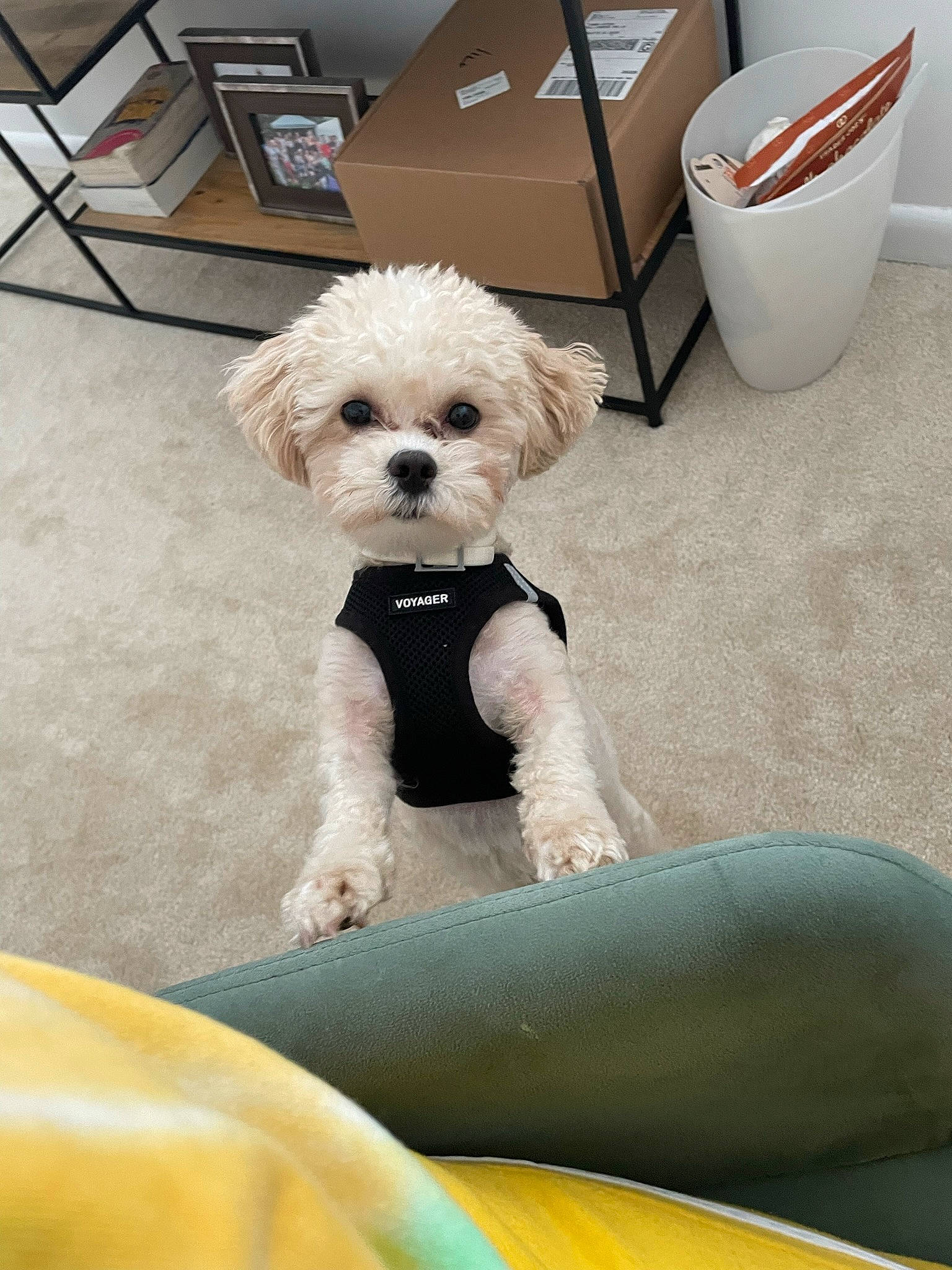 Mya joined the competition — help win amazing prizes! bichon, canidae, carnivore, comfort, companion_dog, dog, dog_breed, dog_clothes, dog_supply, labradoodle, mixing_bowl, puppy_love, shih_poo, small_terrier, sporting_group, terrier, toy_dog, white, working_animal, yellow