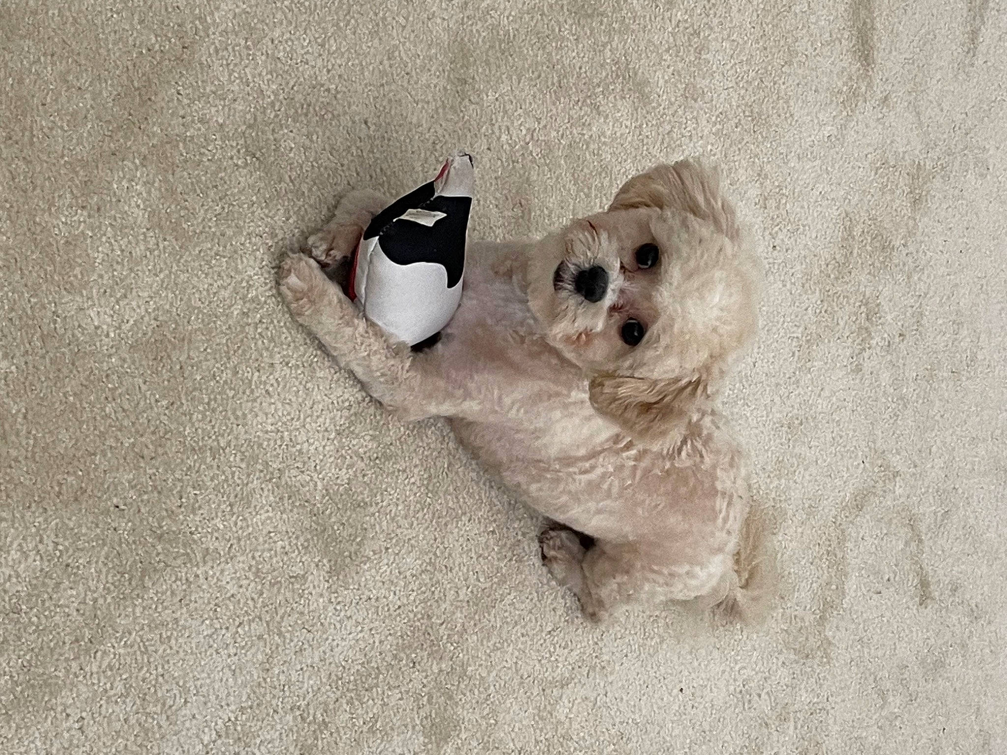 Mya is registered to the contest to win money with this photo: canidae, carnivore, comfort, companion_dog, dog, dog_breed, dog_supply, eyewear, fashion_accessory, fawn, fur, linens, paw, sitting, snout, sporting_group, stuffed_toy, toy_dog, whiskers, wood