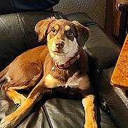 Mochi is registered to the contest to win money with this photo: animal, brown_dog, canine, collar, companion, curious, cute, dog, domestic_animal, furniture, home, indoor, leather_couch, looking_up, mammal, paw, pet, relaxed, resting, young_dog