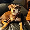 animal, brown_dog, canine, collar, companion, curious, cute, dog, domestic_animal, furniture, home, indoor, leather_couch, looking_up, mammal, paw, pet, relaxed, resting, young_dog