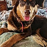 Mochi joined the competition — help win amazing prizes! animal, blanket, brown_dog, canine, collar, cozy, dog, door, furniture, happy, home, indoor, living_room, lying_down, pet, portrait, relaxed, television, tongue_out, wooden_cabinet