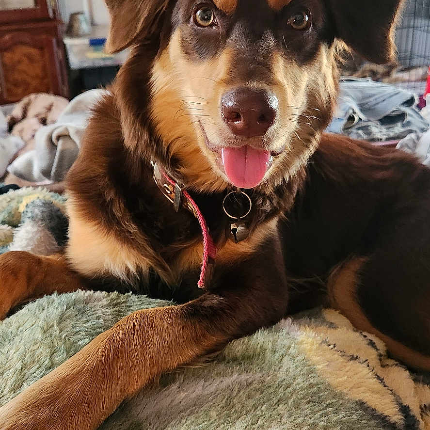 Mochi