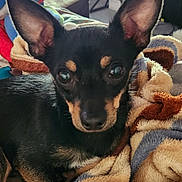 Monkey is registered to the contest to win money with this photo: dog, pet, blanket, indoors, cozy, black_and_tan, large_ears, fur, cute, animal, companion, soft_texture, close_up, portrait, home, resting, curious, looking_at_camera, domestic_animal, snuggle