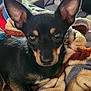 dog, pet, blanket, indoors, cozy, black_and_tan, large_ears, fur, cute, animal, companion, soft_texture, close_up, portrait, home, resting, curious, looking_at_camera, domestic_animal, snuggle