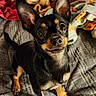 Monkey joined the competition — help win amazing prizes! adorable, alert, animal, bed, black_dog, blanket, canine, companion, cozy, cute, cute_pet, dog, domestic_animal, ears_up, fur, indoor, looking_up, pet, small_dog, tan_markings