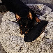 Monkey is registered to the contest to win money with this photo: animal, black_dog, blue_ball, carpet, chewing, cozy, cute, dog, domestic, indoor, lion_toy, mischievous, pet, pet_bed, playful, plush_toy, resting, slipper, small_dog, toy