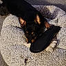 animal, black_dog, blue_ball, carpet, chewing, cozy, cute, dog, domestic, indoor, lion_toy, mischievous, pet, pet_bed, playful, plush_toy, resting, slipper, small_dog, toy