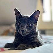 Pepper a rejoint le concours — aidez-le/la à gagner de superbes lots ! cat, gray_cat, pet, animal, indoor, bed, feline, fur, whiskers, ears, eyes, portrait, laying_down, close_up, cute, domestic_animal, soft_light, blurred_background, cozy, relaxed