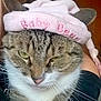 cat, tabby_cat, pet, animal, close_up, hat, pink_hat, embroidery, whiskers, ears, fur, face, green_eyes, domestic_cat, indoor, cute, adorable, expression, soft_texture, closeup