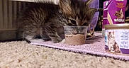 Fred joined the competition — help win amazing prizes! kitten, cat, pet, food, kitten_food, carpet, measuring_cup, purple_mat, indoor, furry, small, cute, young, animal, whiskas, container, close_up, feeding, pet_care, cozy