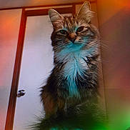 Fred is registered to the contest to win money with this photo: cat, fluffy, indoor, pet, feline, fur, portrait, animal, whiskers, ears, closeup, domestic, mammal, tabby, cute, looking, face, house, door, light