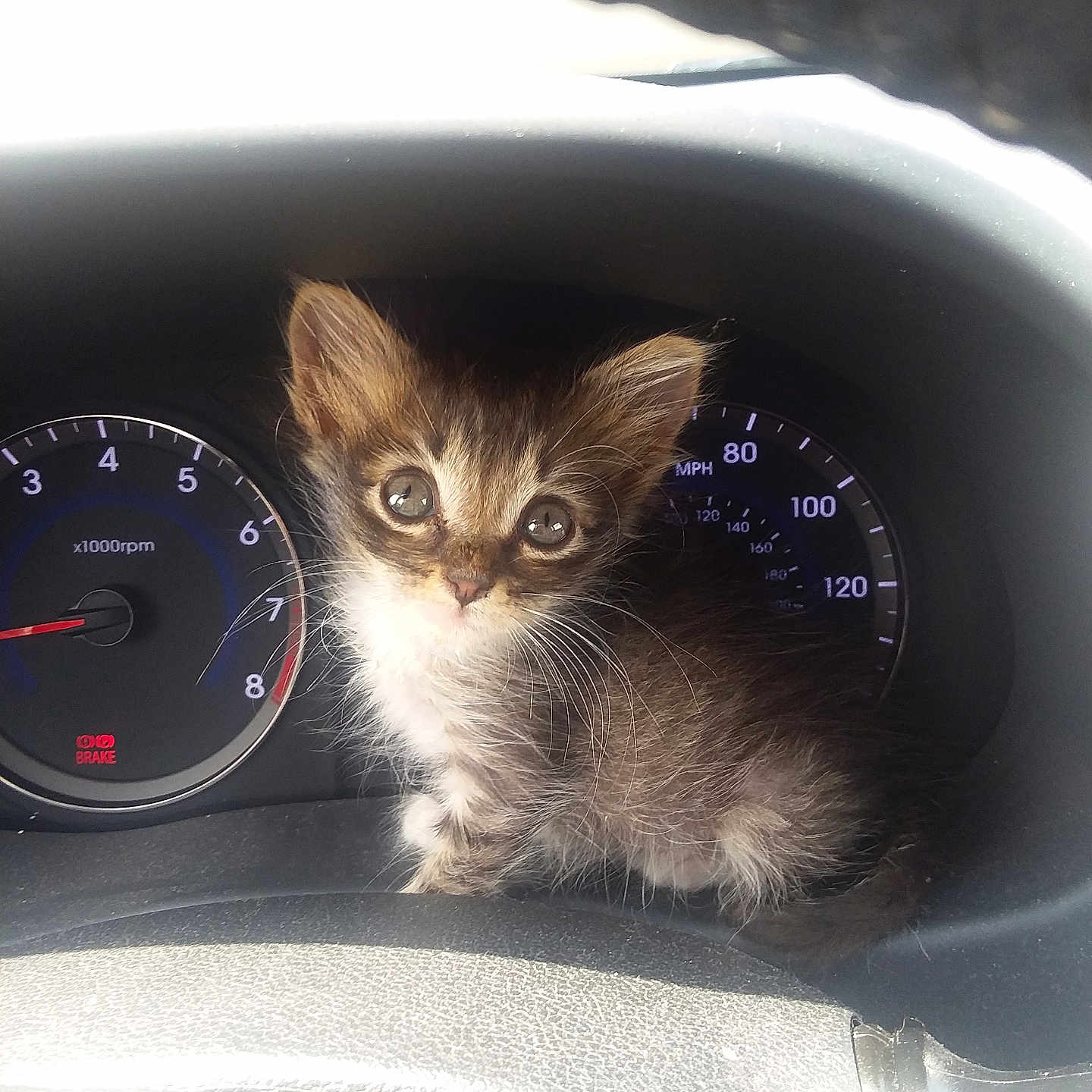Fred joined the competition — help win amazing prizes! kitten, cat, car_dashboard, speedometer, tachometer, animal, pet, fluffy, cute, small, feline, vehicle, instrument_panel, indoors, curious, sitting, young, fur, eyes, dashboard