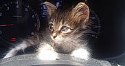 Fred is registered to the contest to win money with this photo: animal, car_dashboard, cat, closeup, curious, cute, dashboard, ears, feline, fur, indoor, kitten, paws, pet, small, speedometer, sunlight, tachometer, vehicle, whiskers