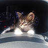 Fred is registered to the contest to win money with this photo: kitten, cat, car_dashboard, sunlight, animal, pet, cute, feline, indoor, vehicle, speedometer, tachometer, curious, small, fur, whiskers, ears, paws, dashboard, closeup