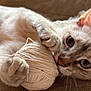 cat, yarn, ball_of_yarn, playful, close_up, paws, curious, cozy, texture, feline, whiskers, blue_eyes, indoor, pet, animal, soft, fur, claws, relaxed, cute
