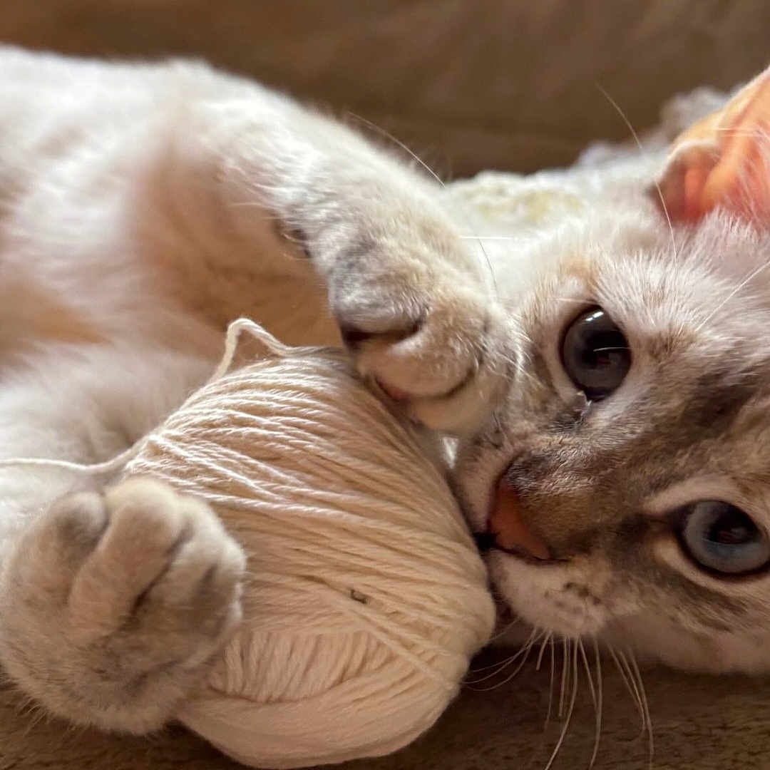 Persa a rejoint le concours — aidez-le/la à gagner de superbes lots ! animal, ball_of_yarn, blue_eyes, cat, claws, close_up, cozy, curious, cute, feline, fur, indoor, paws, pet, playful, relaxed, soft, texture, whiskers, yarn