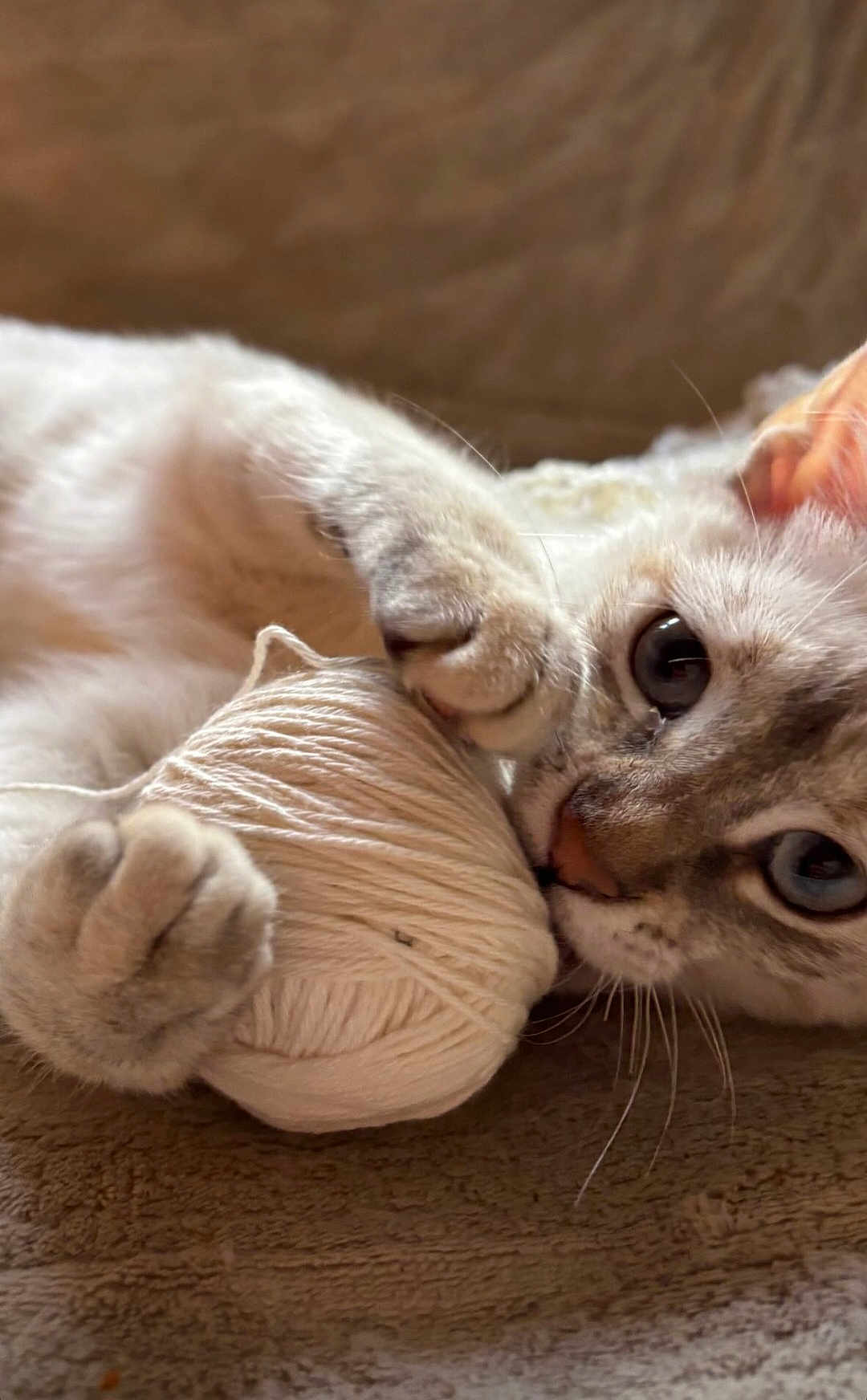 Persa a rejoint le concours — aidez-le/la à gagner de superbes lots ! cat, yarn, ball_of_yarn, playful, close_up, paws, curious, cozy, texture, feline, whiskers, blue_eyes, indoor, pet, animal, soft, fur, claws, relaxed, cute