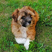 Angus participe au concours pour gagner de l'argent avec cette photo : puppy, dog, grass, outdoor, nature, pet, cute, young, animal, fur, brown, white, small, laying, green, leaf, adorable, fluffy, canine, relaxed