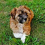 puppy, dog, grass, outdoor, nature, pet, cute, young, animal, fur, brown, white, small, laying, green, leaf, adorable, fluffy, canine, relaxed