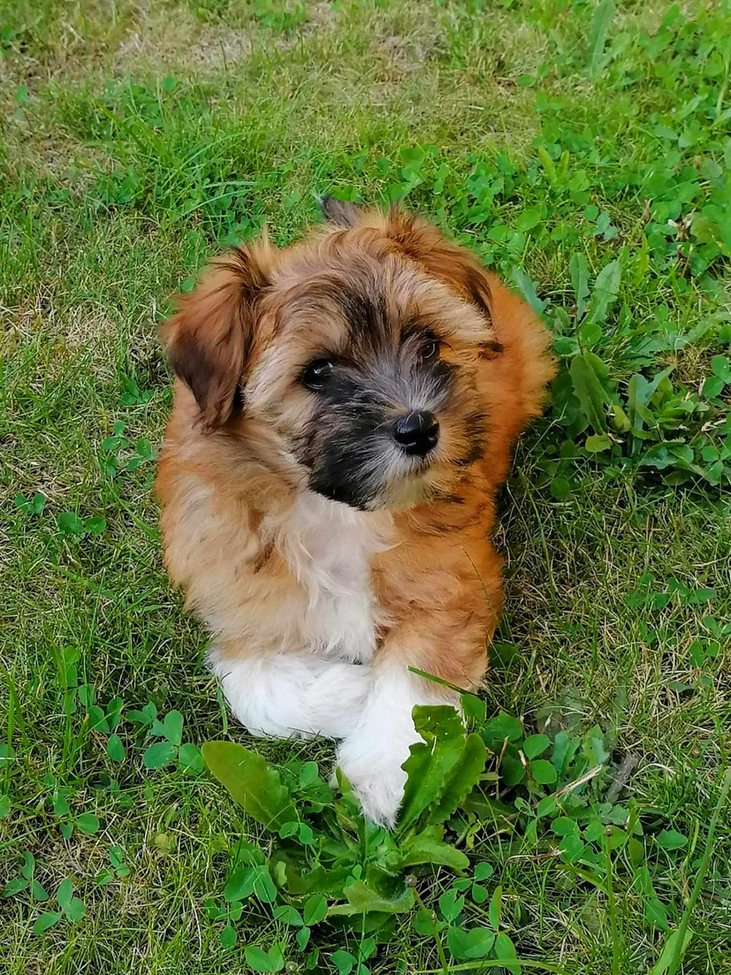 Angus
