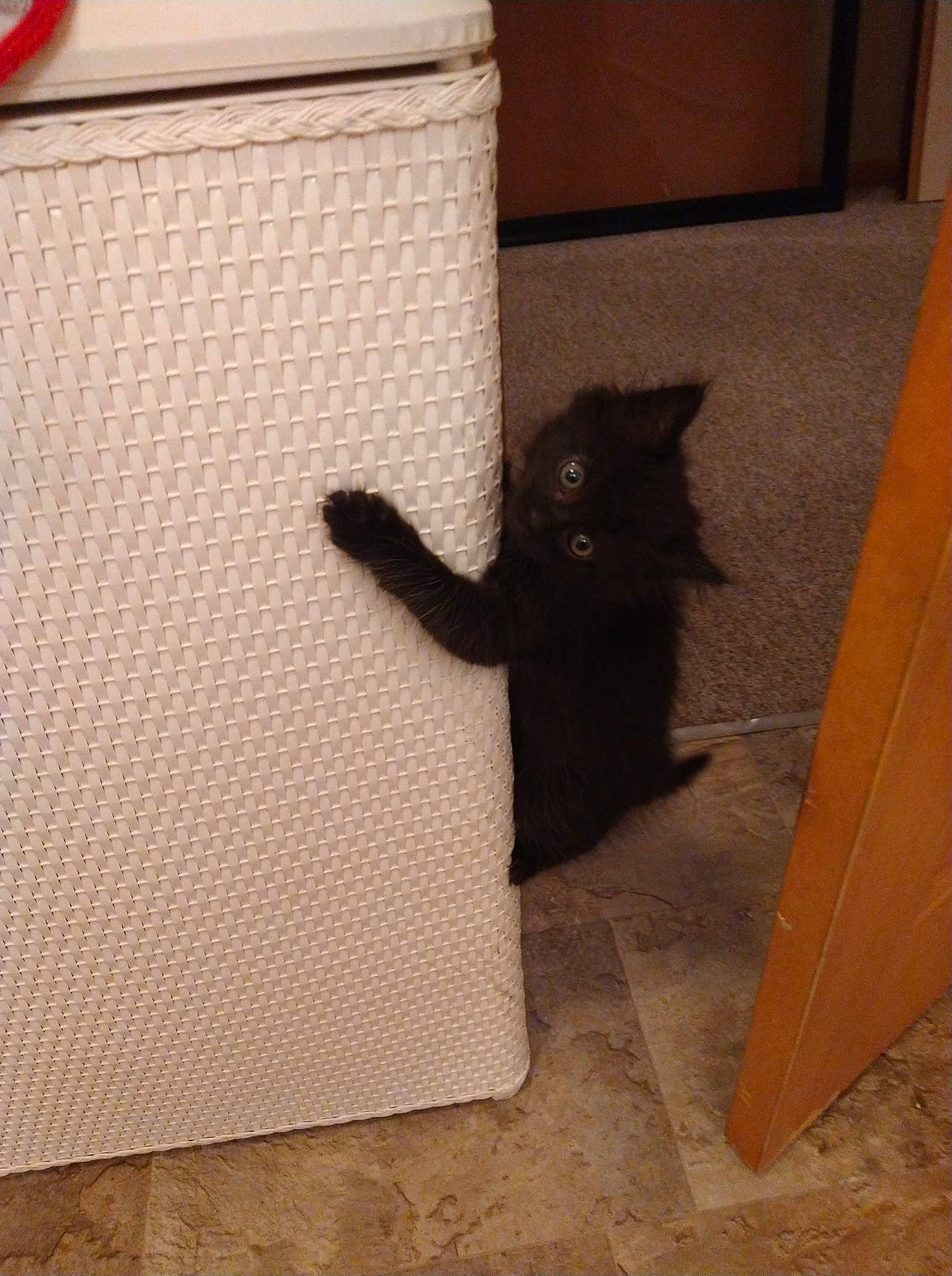 Natasha Sassafras is registered to the contest to win money with this photo: box, cardboard, carnivore, cat, domestic_short_haired_cat, fawn, felidae, floor, flooring, fur, grey, hardwood, packaging_and_labeling, room, small_to_medium_sized_cats, tail, tints_and_shades, whiskers, wood, wood_stain