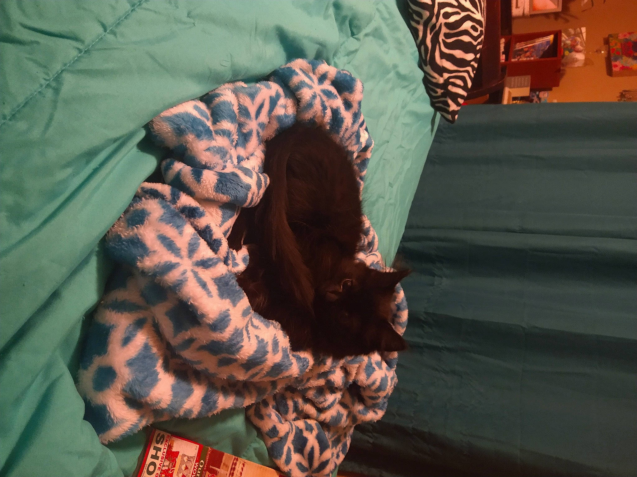 Natasha Sassafras is registered to the contest to win money with this photo: big_cats, carnivore, comfort, companion_dog, dog_breed, fawn, felidae, fur, hair, head, human_leg, linens, military_camouflage, pattern, small_to_medium_sized_cats, snout, sporting_group, tail, terrestrial_animal, whiskers