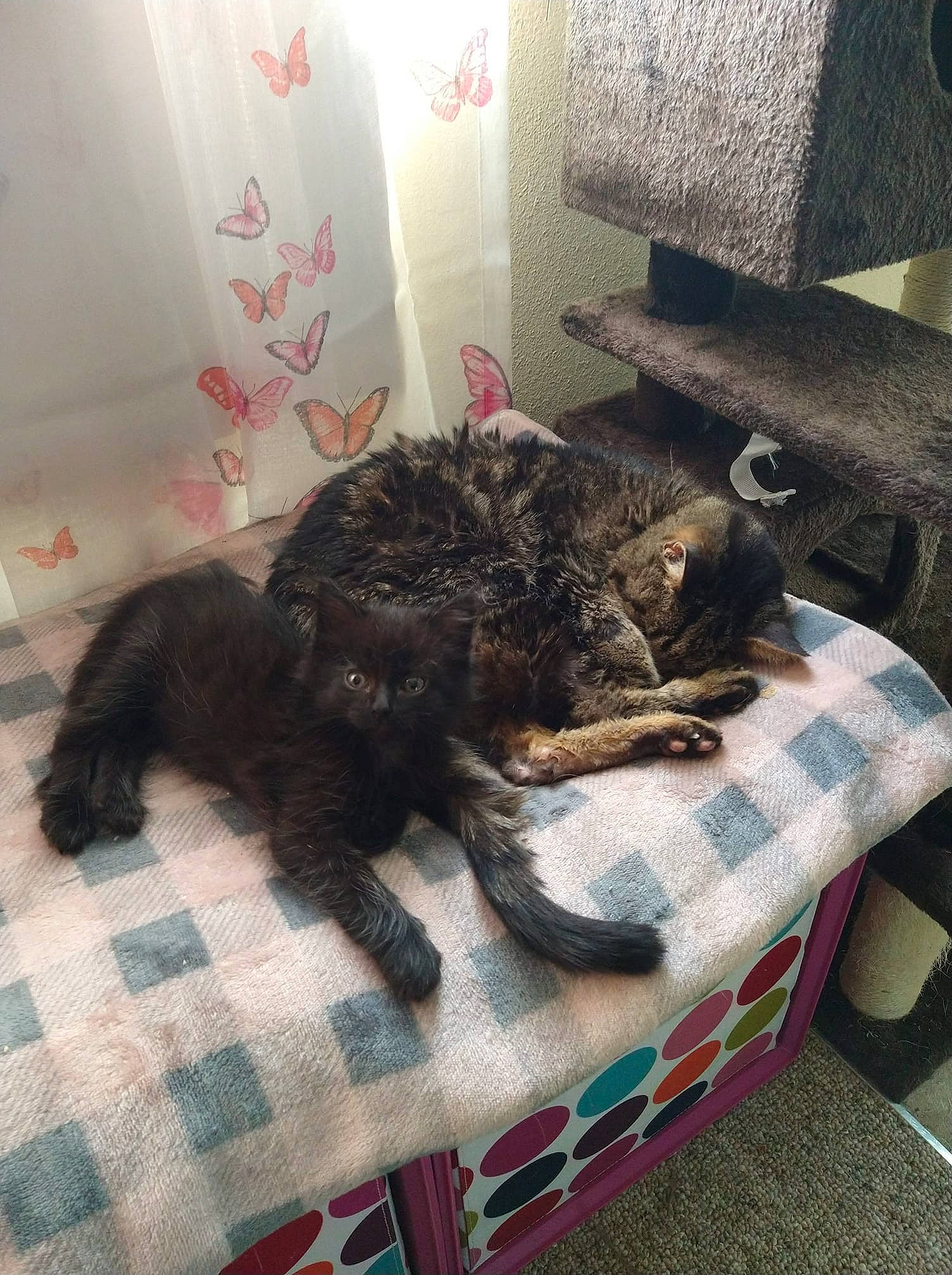 Natasha Sassafras joined the competition — help win amazing prizes! black_cat, canidae, carnivore, cat, comfort, companion_dog, dog_breed, domestic_short_haired_cat, felidae, flooring, fur, pattern, plaid, room, small_to_medium_sized_cats, sporting_group, tail, tartan, textile, whiskers