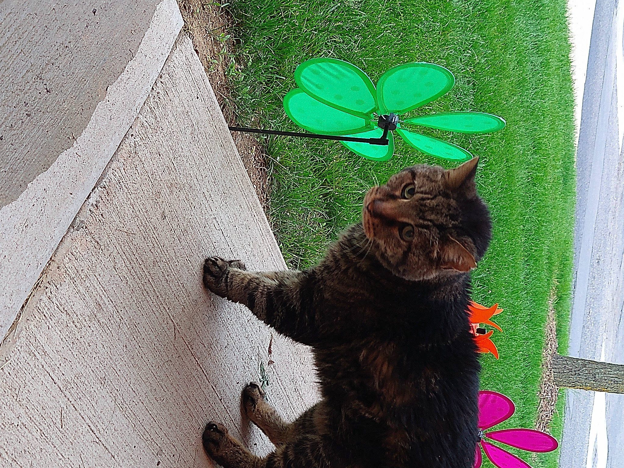 Dodger Buns joined the competition — help win amazing prizes! asphalt, black_cat, carnivore, cat, domestic_short_haired_cat, fawn, felidae, flooring, fur, grass, organism, paw, plant, road_surface, small_to_medium_sized_cats, snout, tail, tar, terrestrial_animal, whiskers