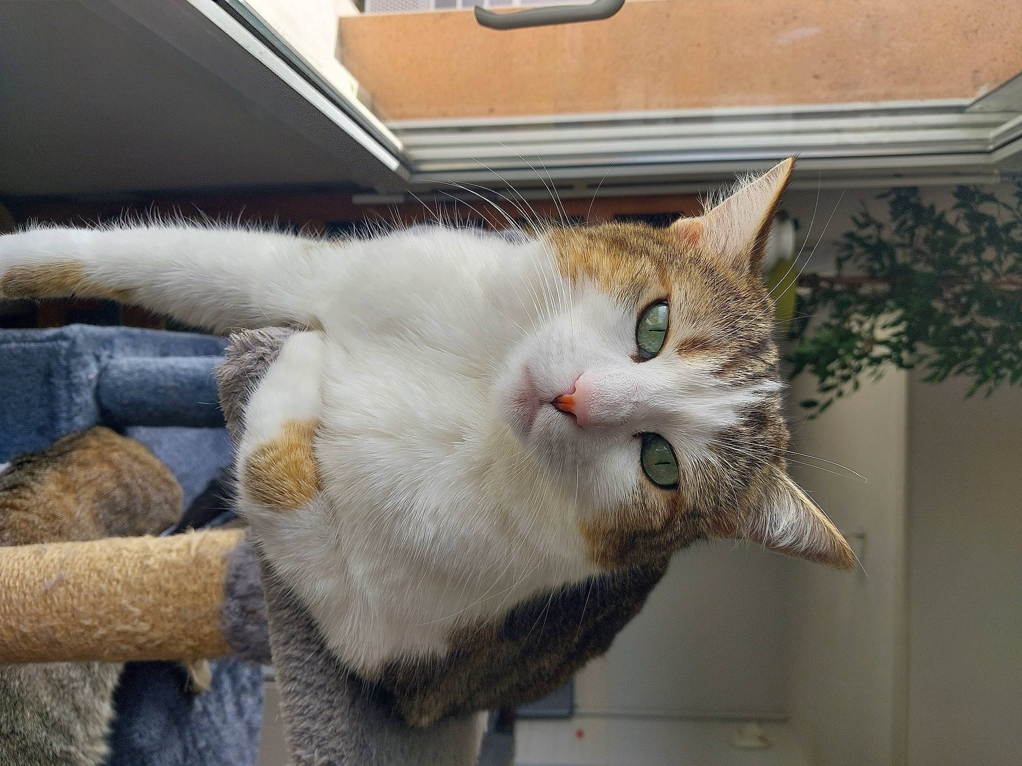 Covine a rejoint le concours — aidez-le/la à gagner de superbes lots ! carnivore, cat, cat_supply, claw, collar, comfort, domestic_short_haired_cat, fawn, felidae, fur, paw, plant, small_to_medium_sized_cats, snout, tail, terrestrial_animal, whiskers