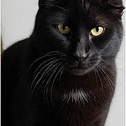 Rucky joined the competition — help win amazing prizes! animal, black_cat, cat, close_up, cute, domestic_animal, face, feline, folded_ears, fur, head, indoor, isolated, looking_at_camera, mammal, pet, portrait, soft_light, whiskers, yellow_eyes