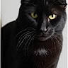 animal, black_cat, cat, close_up, cute, domestic_animal, face, feline, folded_ears, fur, head, indoor, isolated, looking_at_camera, mammal, pet, portrait, soft_light, whiskers, yellow_eyes
