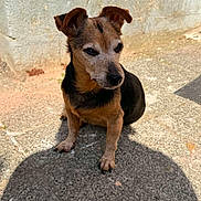 Demon a rejoint le concours — aidez-le/la à gagner de superbes lots ! dog, puppy, small_dog, brown_fur, black_fur, sitting, outdoor, sunlight, pavement, concrete, wall, terracotta_pot, portrait, animal, pet, floppy_ears, short_hair, shadow, front_view, alert