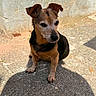 dog, puppy, small_dog, brown_fur, black_fur, sitting, outdoor, sunlight, pavement, concrete, wall, terracotta_pot, portrait, animal, pet, floppy_ears, short_hair, shadow, front_view, alert